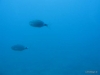 076-IMG_0083