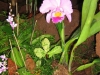 241-IMG_0008_2