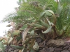 250-IMG_0017_3