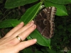 295-IMG_0088_3
