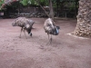308-IMG_0107_3