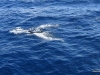 338-IMG_0042_3