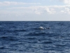 340-IMG_0044_4