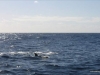 342-IMG_0047_2