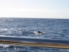345-IMG_0050_3