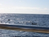 346-IMG_0051_4